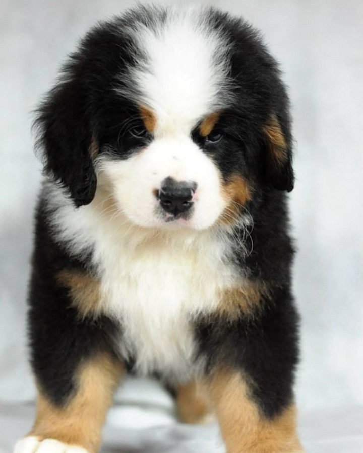 Monthly Yard Cleaning