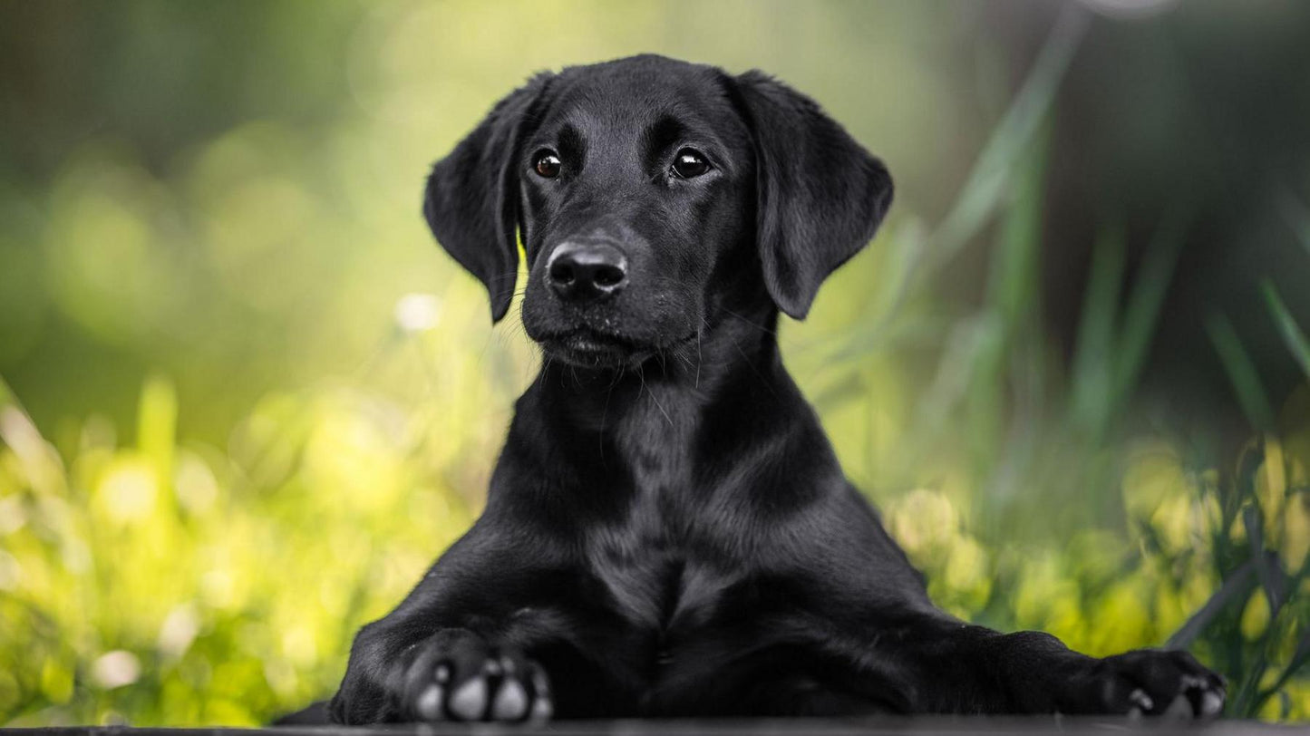 Monthly Dog Waste Cleanup & Poop Removal Service
