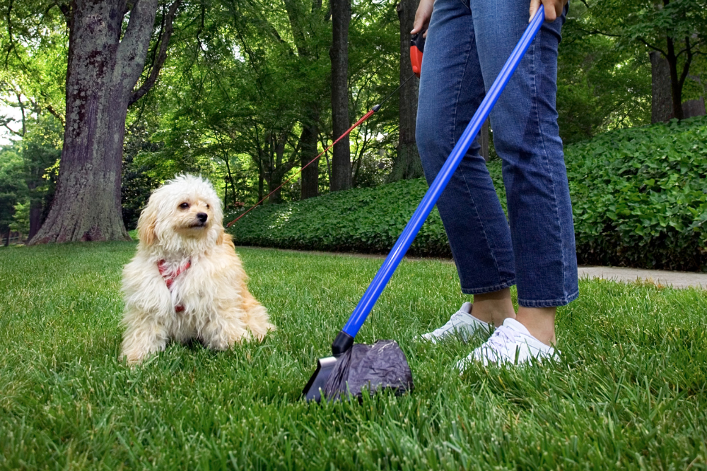 dog poop removal service