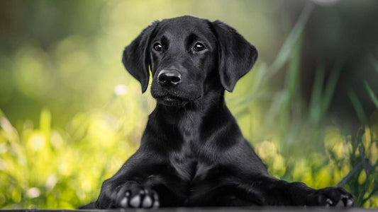 Tired of Cleaning Dog Poop? Here’s the Easy Solution