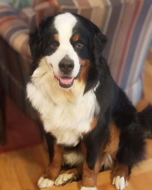 Basic One-Time Yard Cleaning