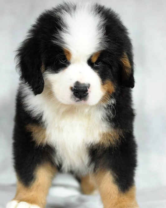 Monthly Yard Cleaning