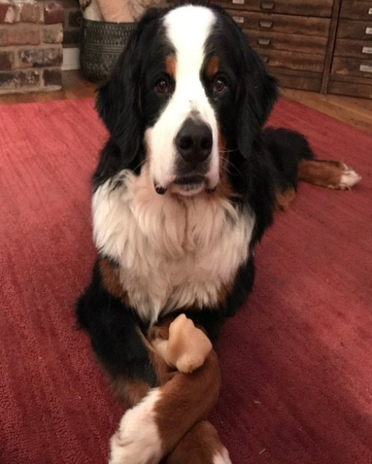 Weekly Yard Treatment