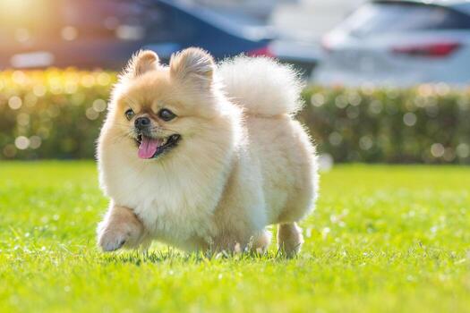 Weekly Yard Treatment