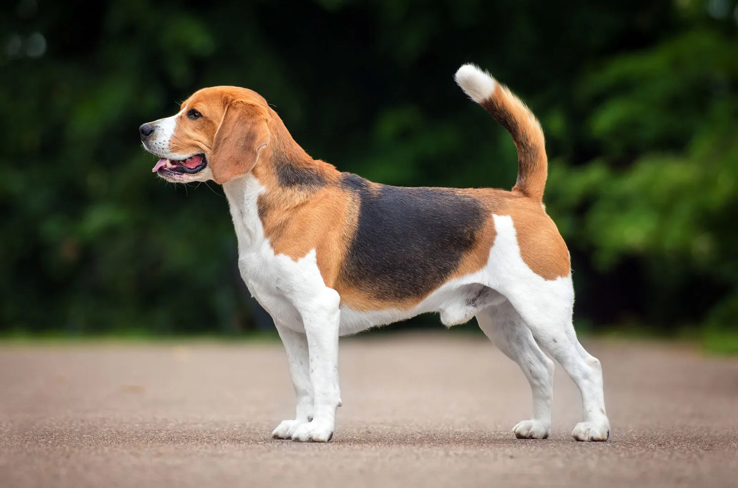 One-Time Yard Cleanup - Dog Waste Cleanup Service